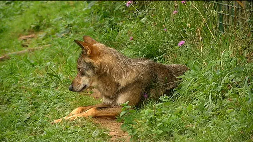 Изображение для новости о Астурия