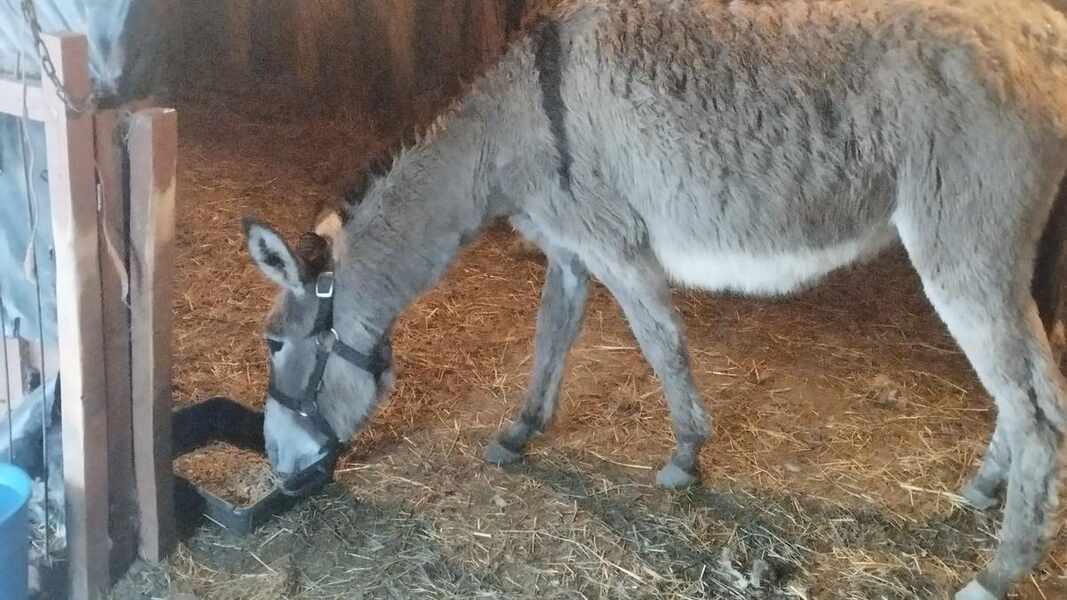 Изображение для новости о Астурия
