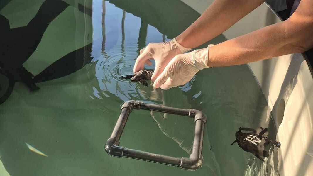 Изображение для новости о Астурия