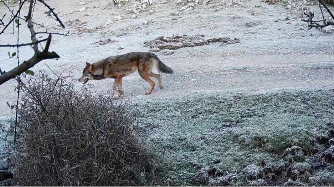 Изображение для новости о Астурия