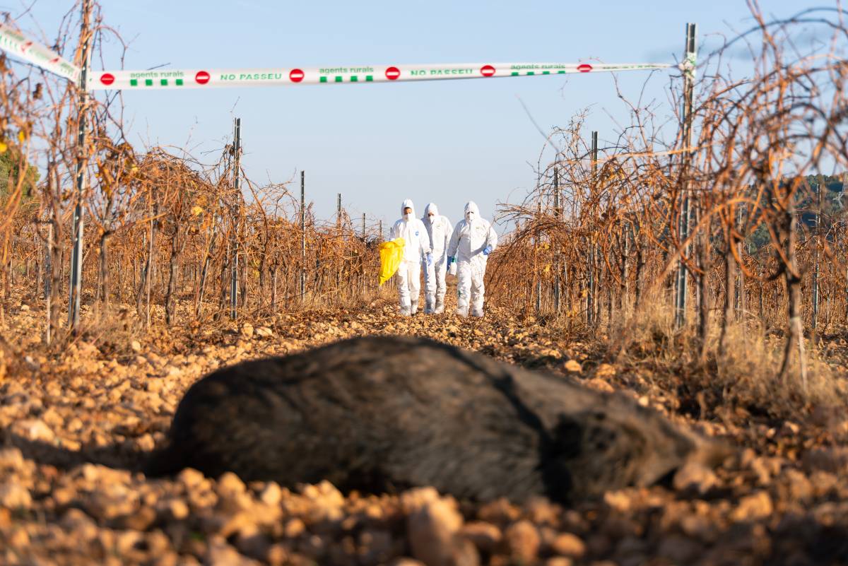 Изображение для новости о Таррагона