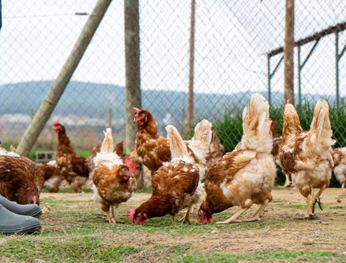 Изображение для новости о Барселона