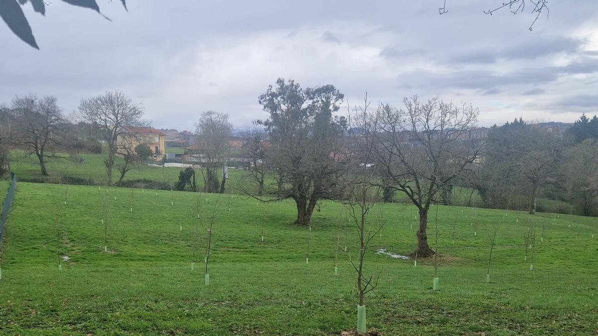 Изображение для новости о Астурия