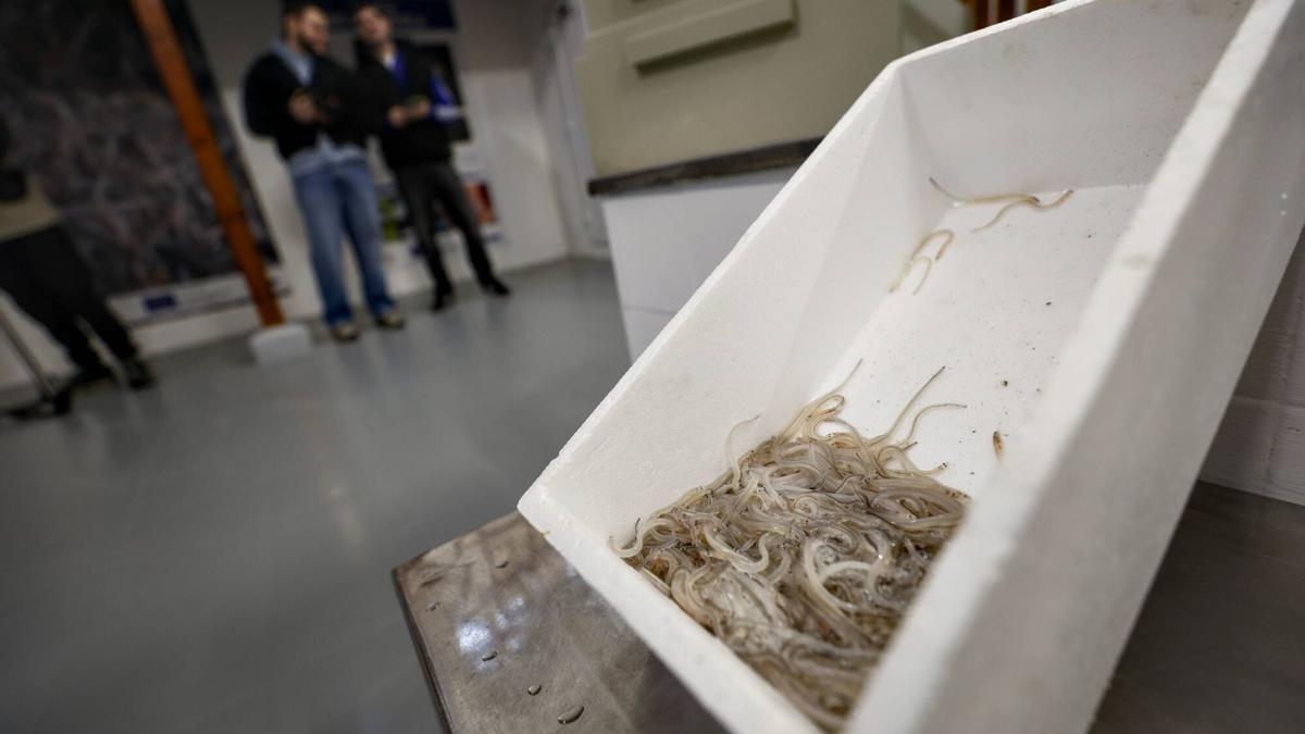 Изображение для новости о Астурия