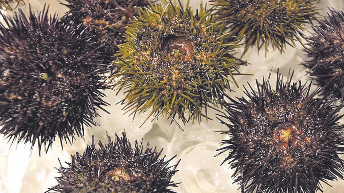 Изображение для новости о Астурия