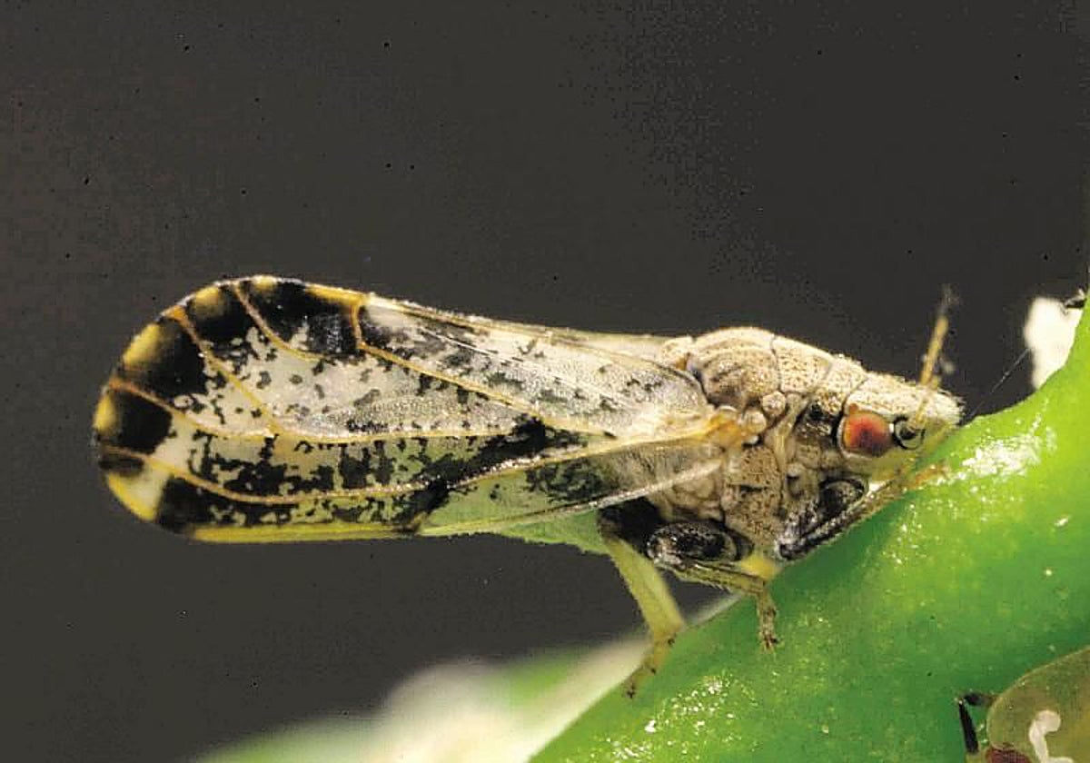 Изображение для новости о Астурия