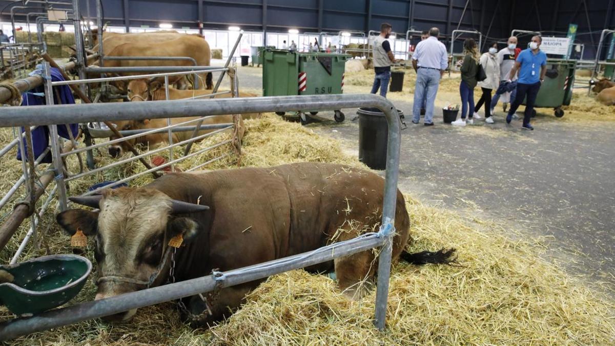 Изображение для новости о Астурия