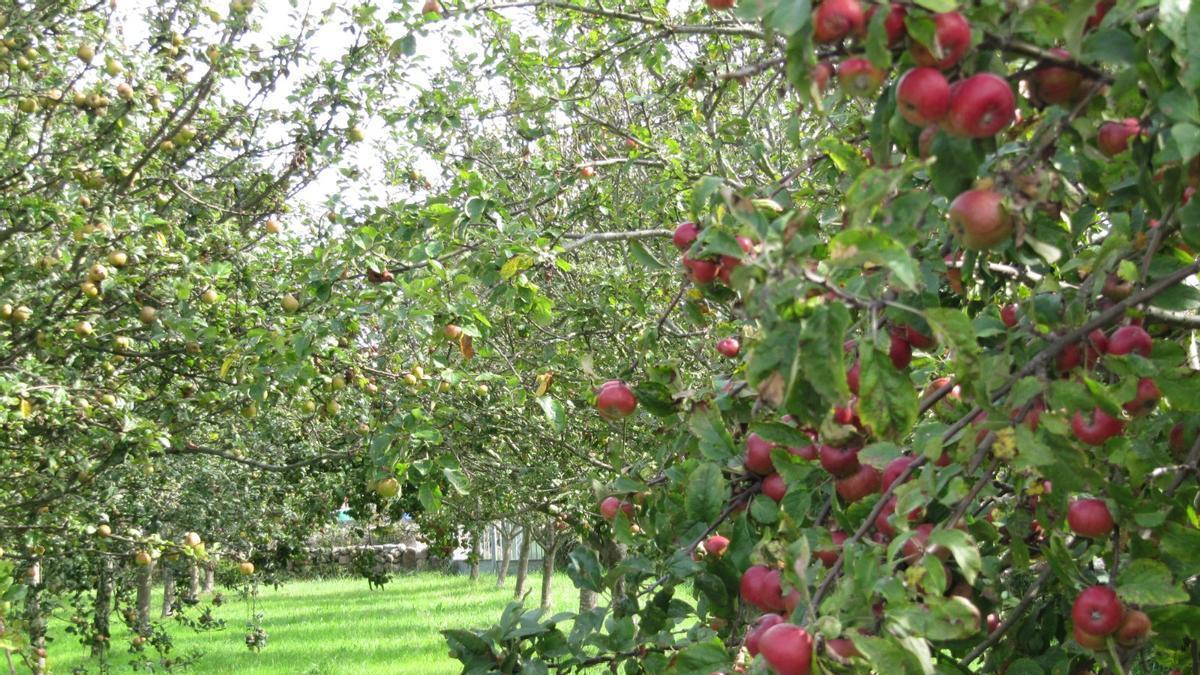 Изображение для новости о Астурия