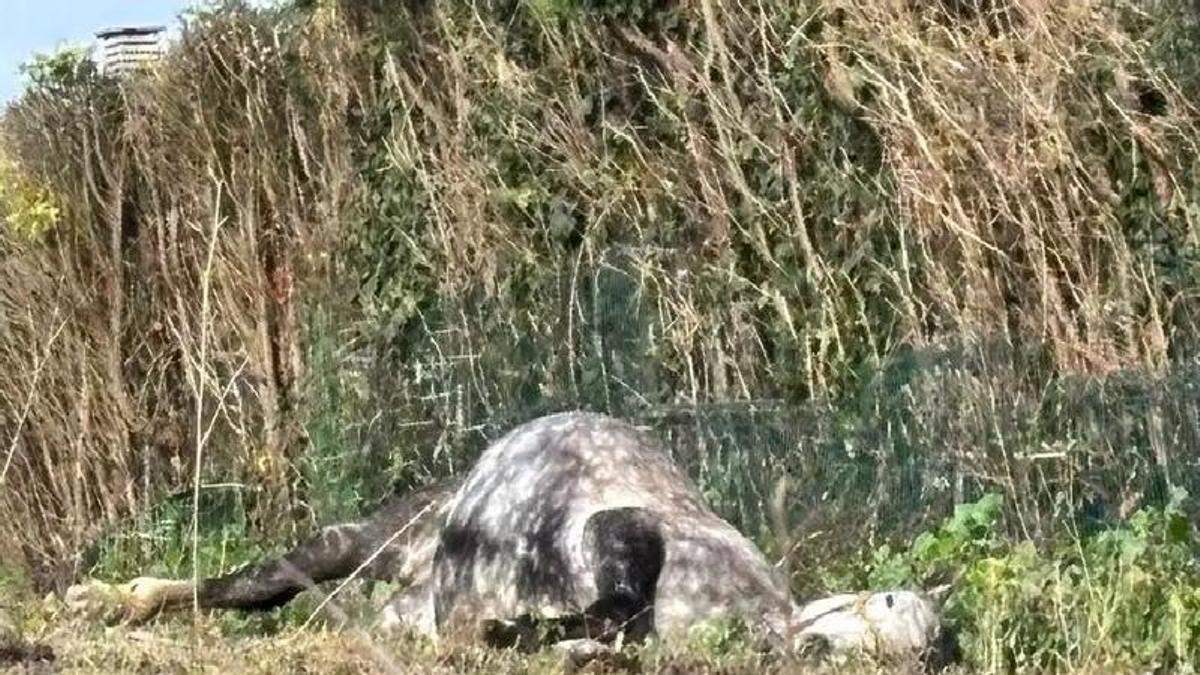 Изображение для новости о Астурия